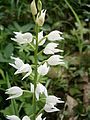 Cephalanthera longifolia