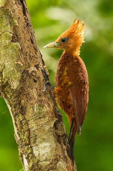 File:Chestnut-coloured Woodpecker.jpg