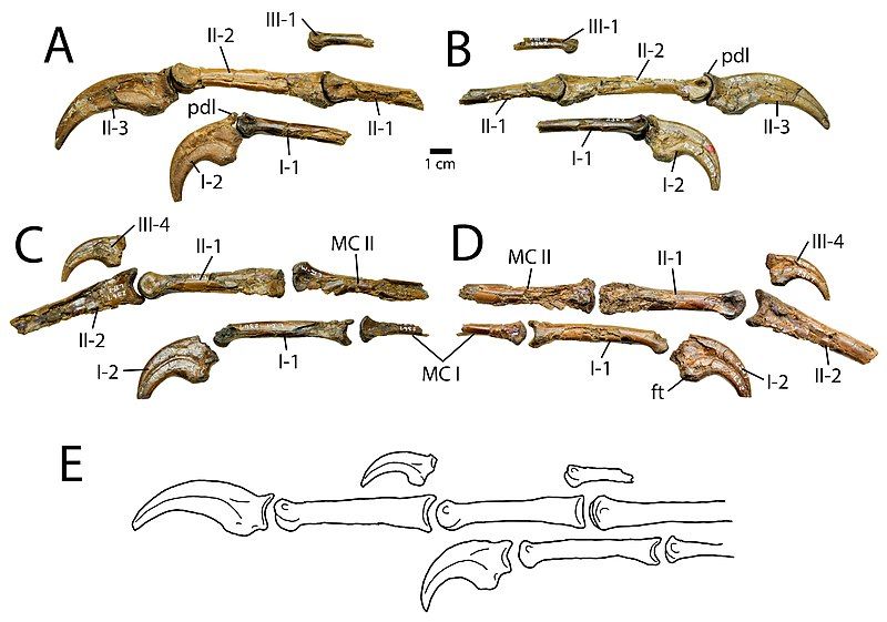 File:Chirostenotes pergracilis hand.jpg