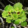 Iowa golden-saxifrage (Chrysosplenium iowense)