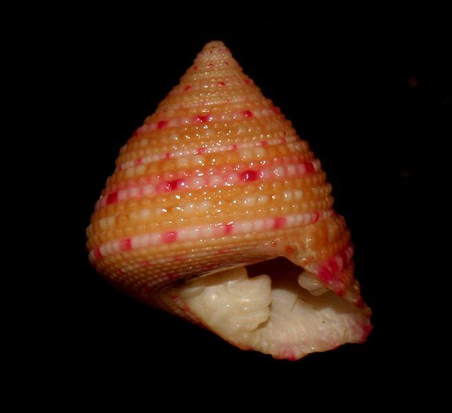 File:Clanculus stigmatarius.jpg