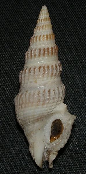 File:Clathrodrillia gibbosa 002.jpg