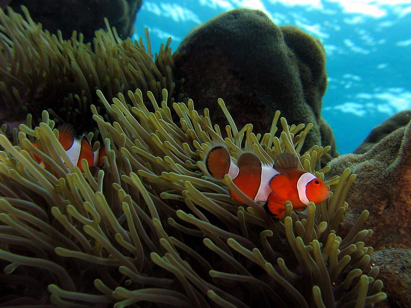 File:Clownfish sprain water1.jpg