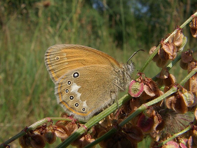 File:Coenonympha glycerion.JPG