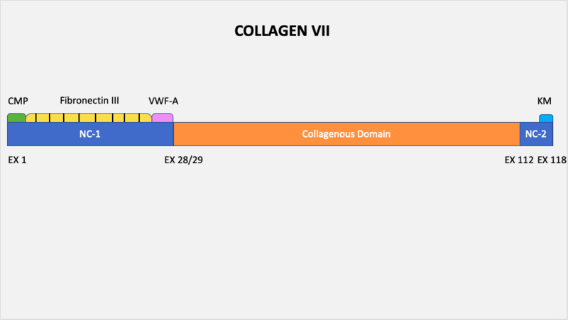 File:Collagen VII.png