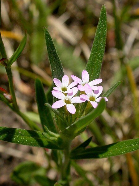 File:Collomia linearis (1).jpg