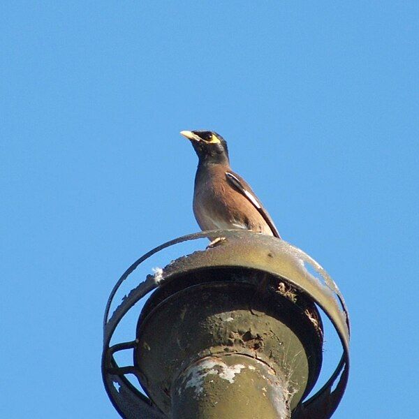 File:Comm Myna.jpg