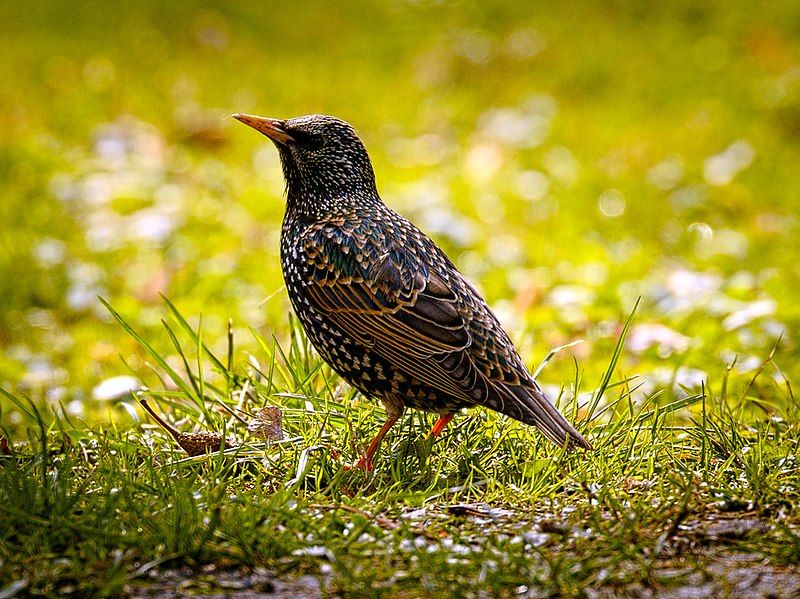 File:Common Starling (17212083491).jpg