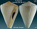 Conus fergusoni Sowerby, G.B. II, 1873