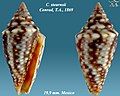 Conasprella stearnsii Conrad, T.A., 1869