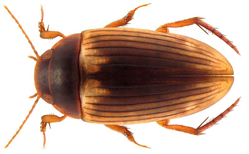 File:Copelatus sociennus.jpg