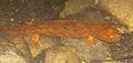 A hellbender