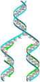 DNA replication fork with 5'->3' synthesis shown