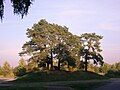 Pine trees by the cemetery