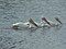 Pelicans in Alberta, by Eunice