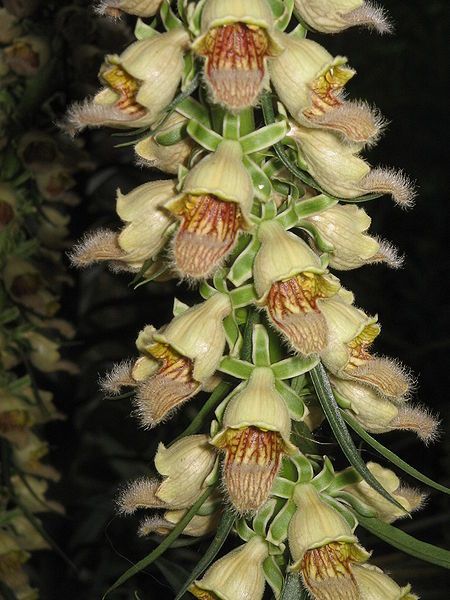 File:Digitalis ferruginea close-up3.jpg