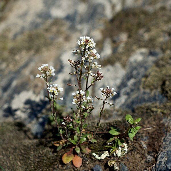 File:Draba brachycarpa.jpg