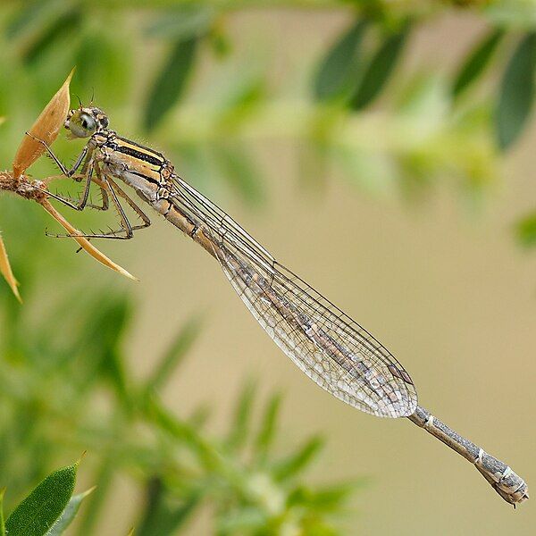 File:Eastern-Billabongfly,-Austroagrion-watsoni,-female-.jpg