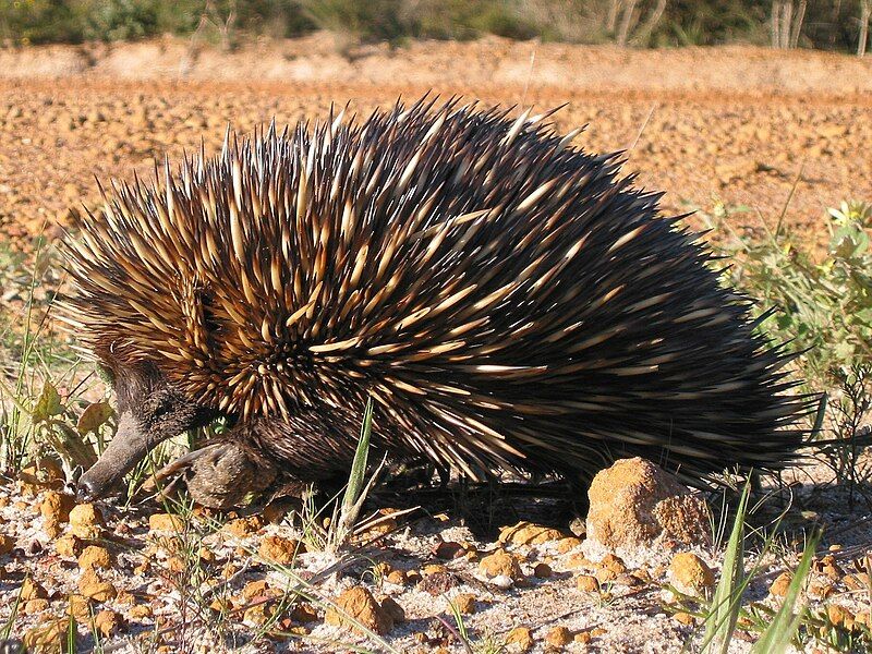 File:Echidna burningwell.jpg