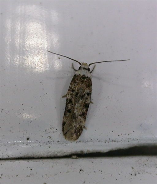 File:Endrosis sarcitrella.jpg