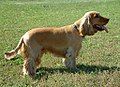 English Cocker Spaniel