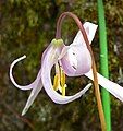 Erythronium revolutum