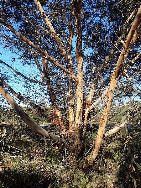 File:Eucalyptus redunca bark.jpg