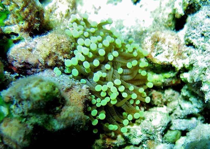 File:Euphyllia glabrescens Hulhudhoo.JPG