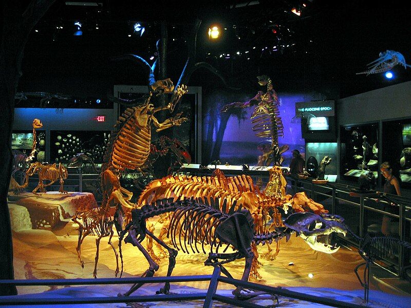 File:Flmnh fossilhall.JPG