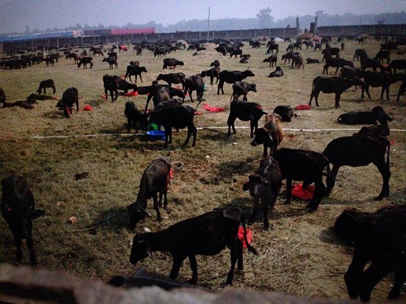 File:Gadhimai.jpg