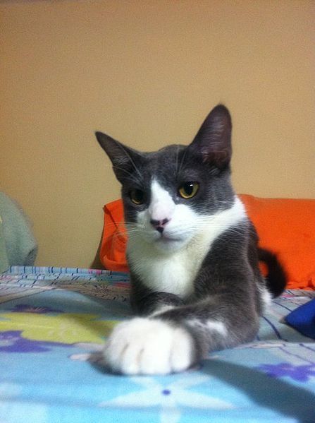 File:Gato 001.jpg