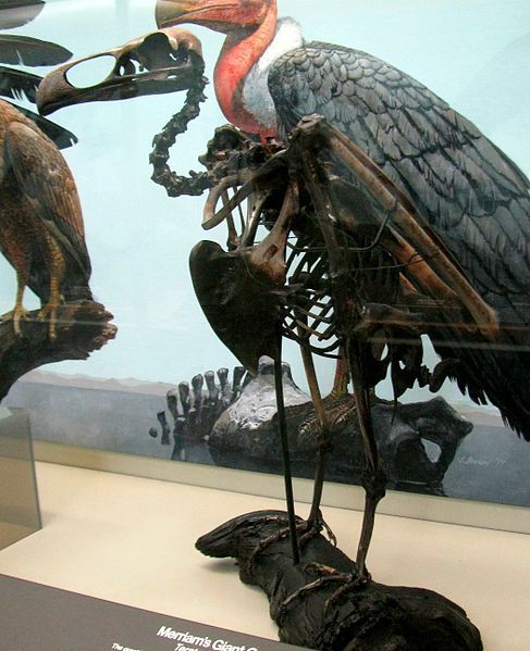 File:Giant Condor.jpg