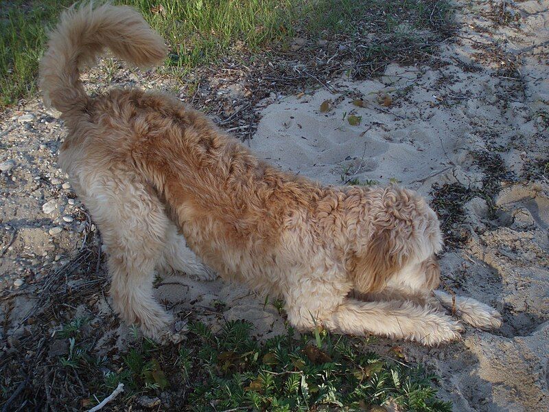 File:Goldendoodle Tracking Rabbit3.jpg