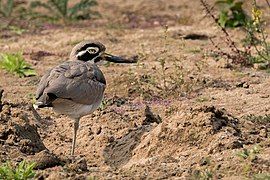 Roosting at Chambal River, India