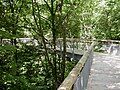 Canopy walkway through the forest (elevation 10–24 m / 33–79 ft)