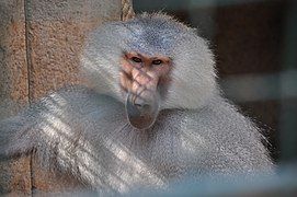 Hamadryas baboon