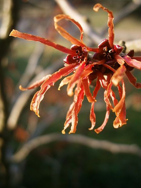 File:Hamamelis Jelena close-up1.JPG