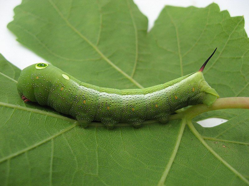 File:Hippotion celerio larva.jpg