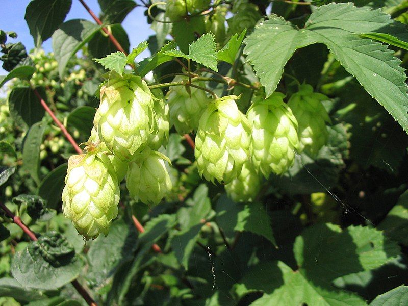 File:Hopfen1.jpg