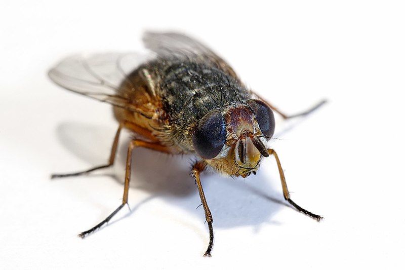 File:Housefly white background02.jpg