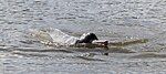 Araguaian river dolphin