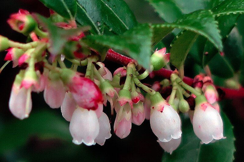 File:J20180118-0068—Vaccinium ovatum—RPBG—DxO (39114468694).jpg