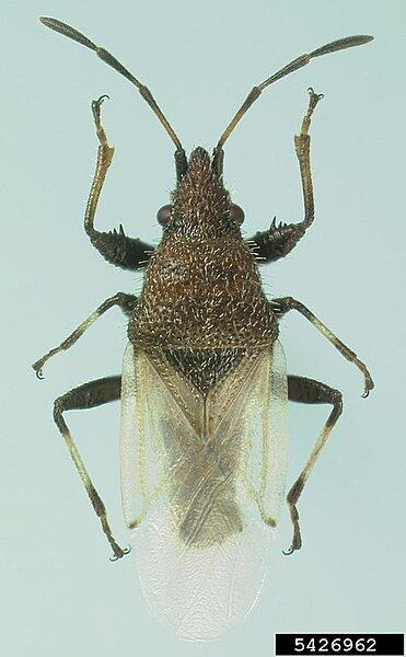 File:JBrambila O-hyalinipennis.jpg