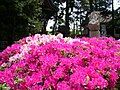 Kasai shrine flowers