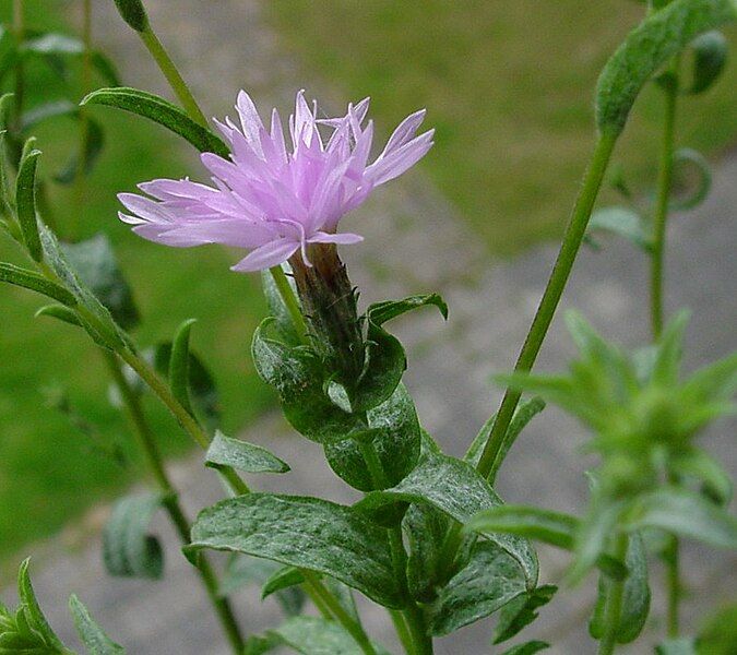 File:Lessingia leptoclada.jpeg