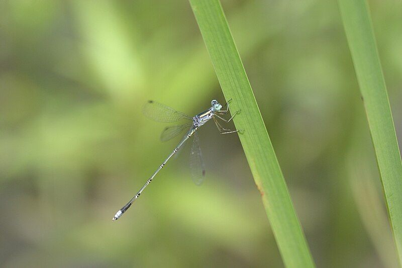 File:Lestes nigriceps.jpg