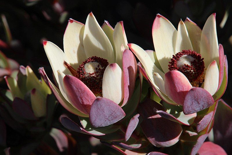 File:Leucadendron procerum 15927787.jpg