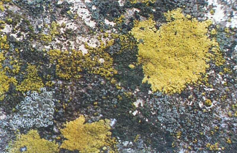 File:Lichen.jpg