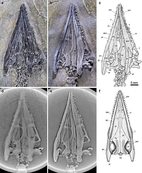 File:Luopingosaurus skull.jpg