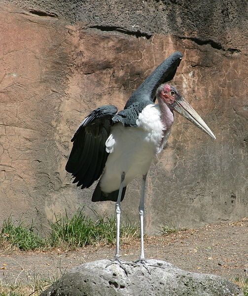 File:MarabouStork1.jpg